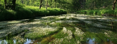 Pohled na hladinu řeky Chrudimky s vodními rostlinami lakušníky.