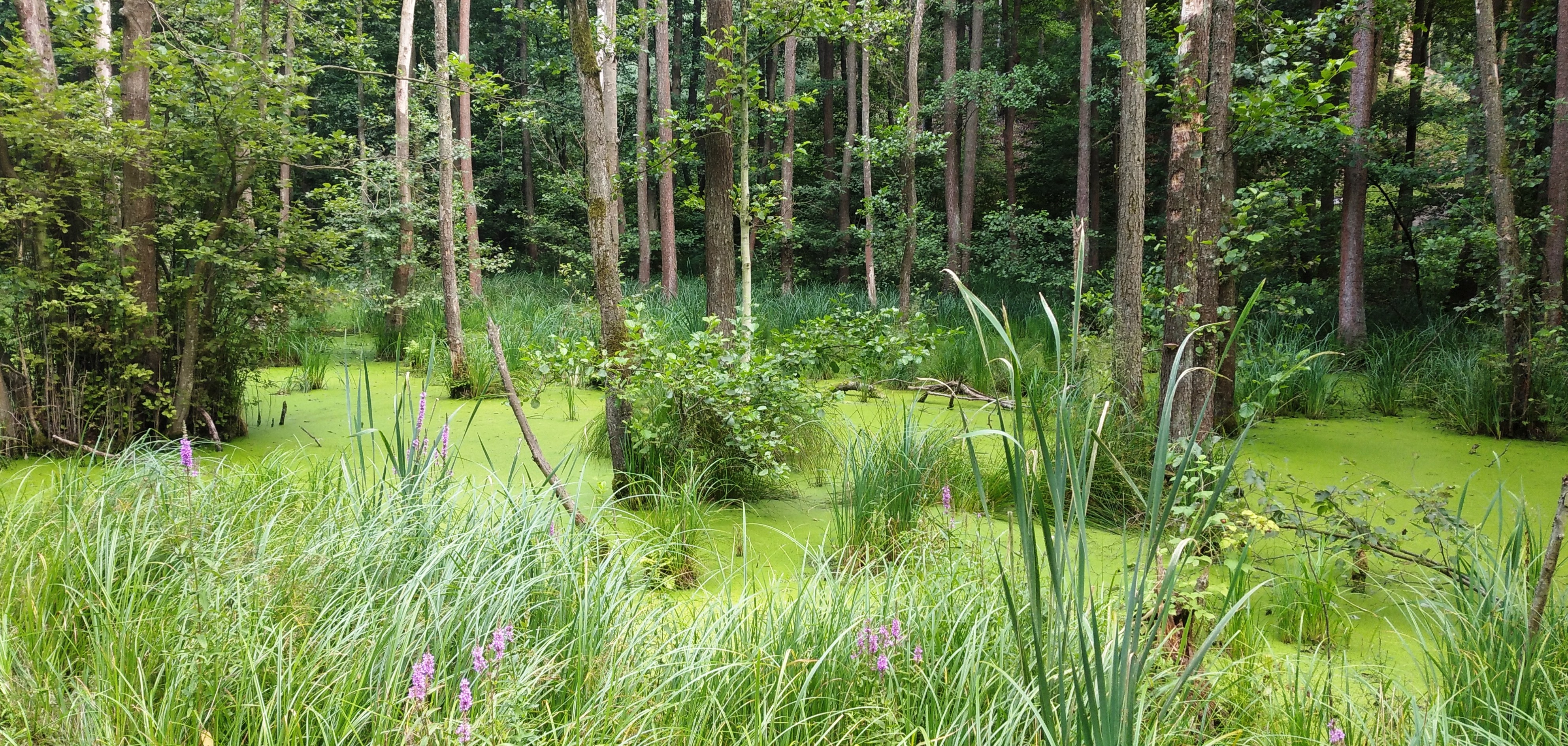 Mokřady Pšovky a Liběchovky