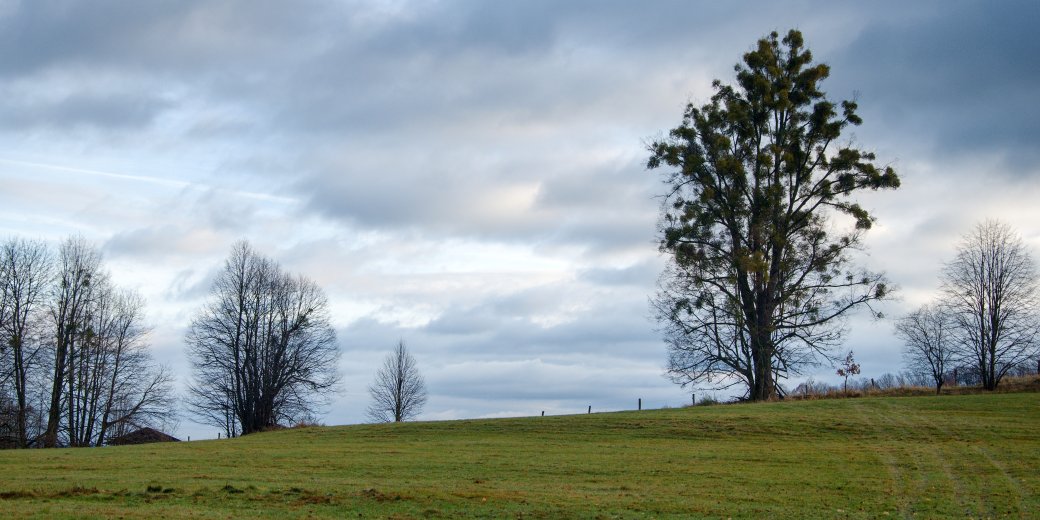 Strom na poli napadený jmelím.