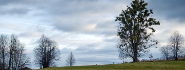 Strom na poli napadený jmelím.