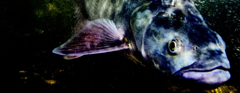 Bolen dravý z nádrže Želivka – Švihov, foto Rostislav Štefánek (archiv Vodního domu)