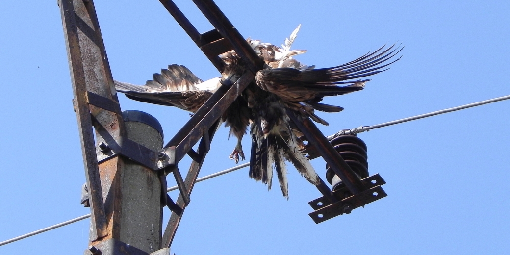 Na sloupech elektrického vedení stále hynou desetitisíce dravců