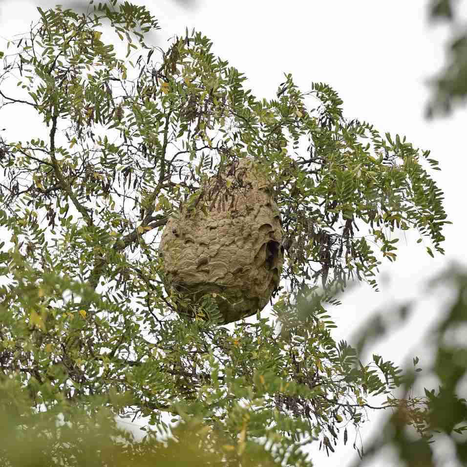 Hnízdo sršně asijské, foto: Jan Walter