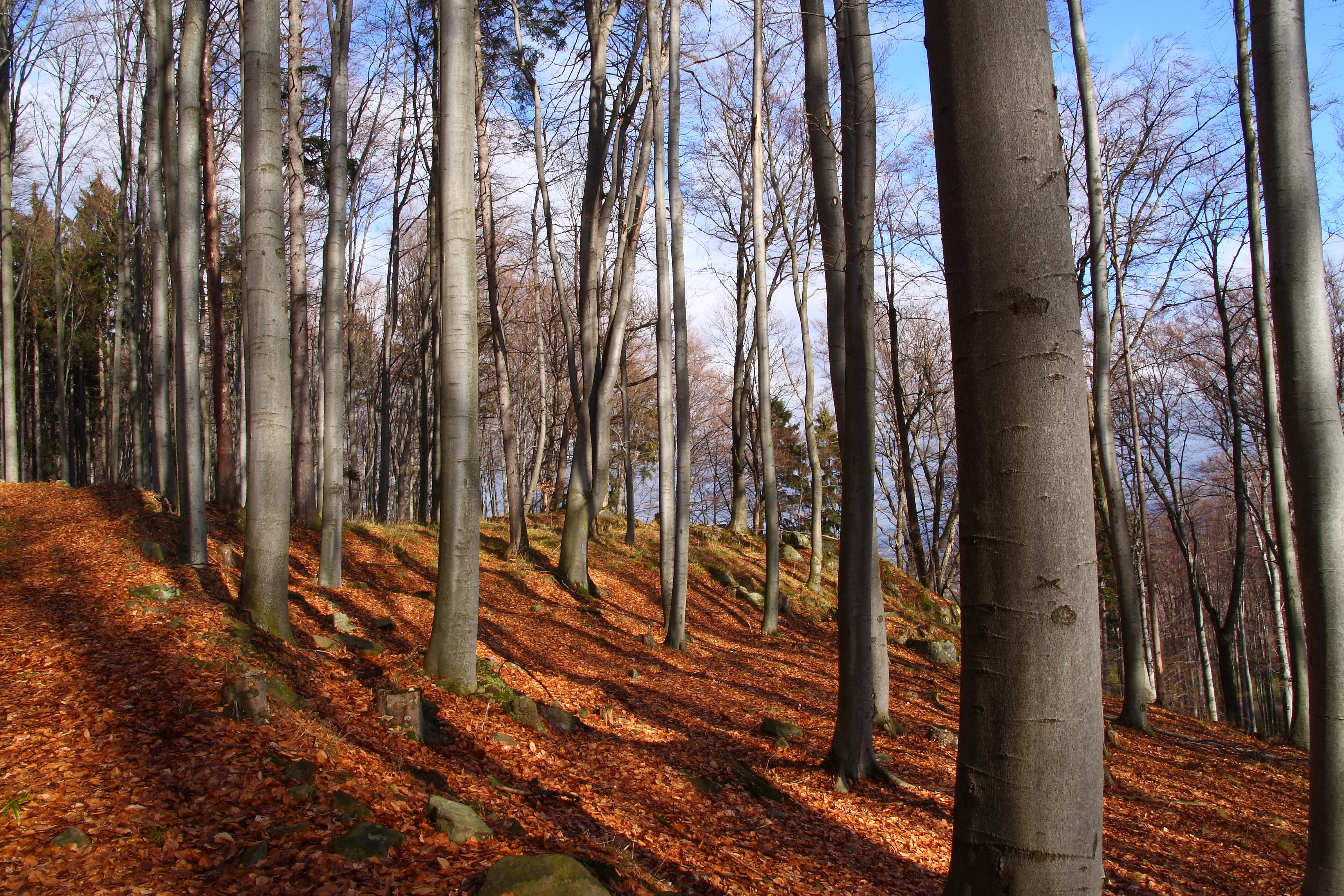 Bučina v PR Vysoká Běta. Foto Zdeněk Hanč.