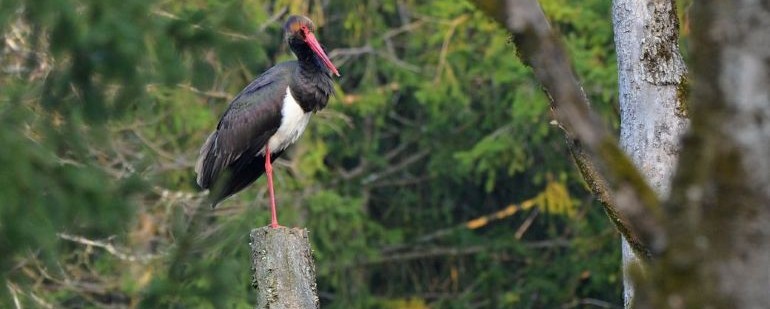 Čáp černý stojí na torzu smrku ve smrkovém lese.