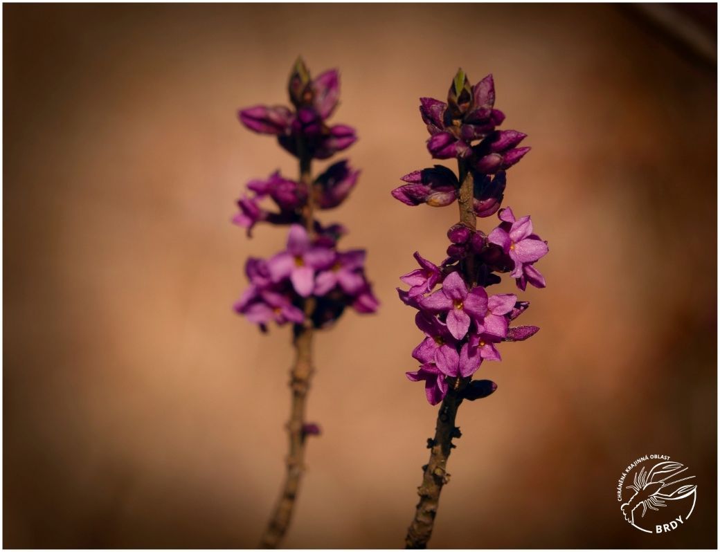 Detailní pohled na větve lýkovce jedovatého obaleného růžovými květy.