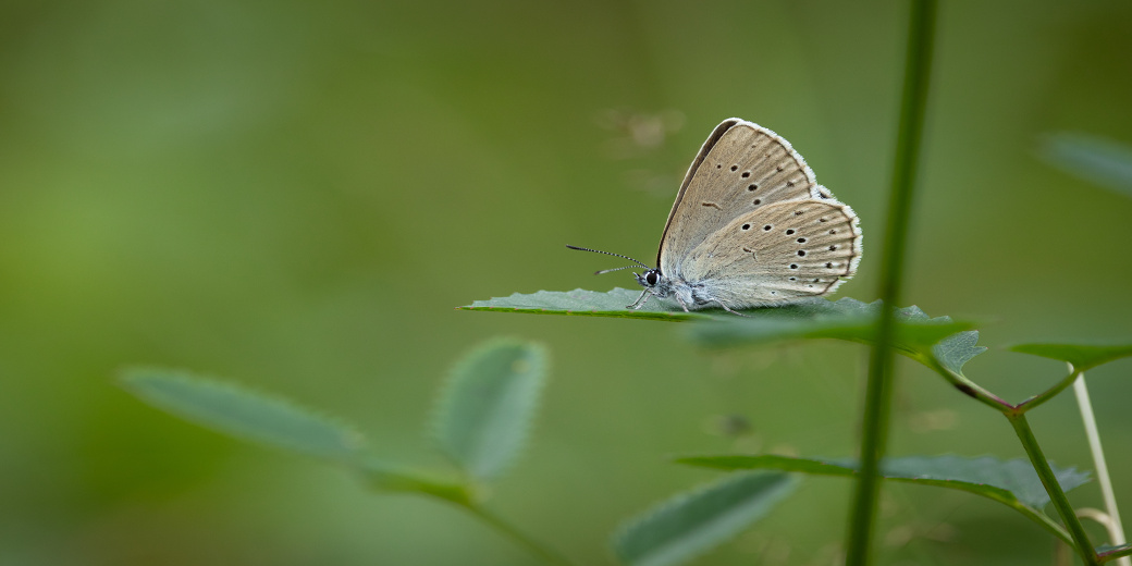 modrásek očkovaný foto Peter Drengubiak