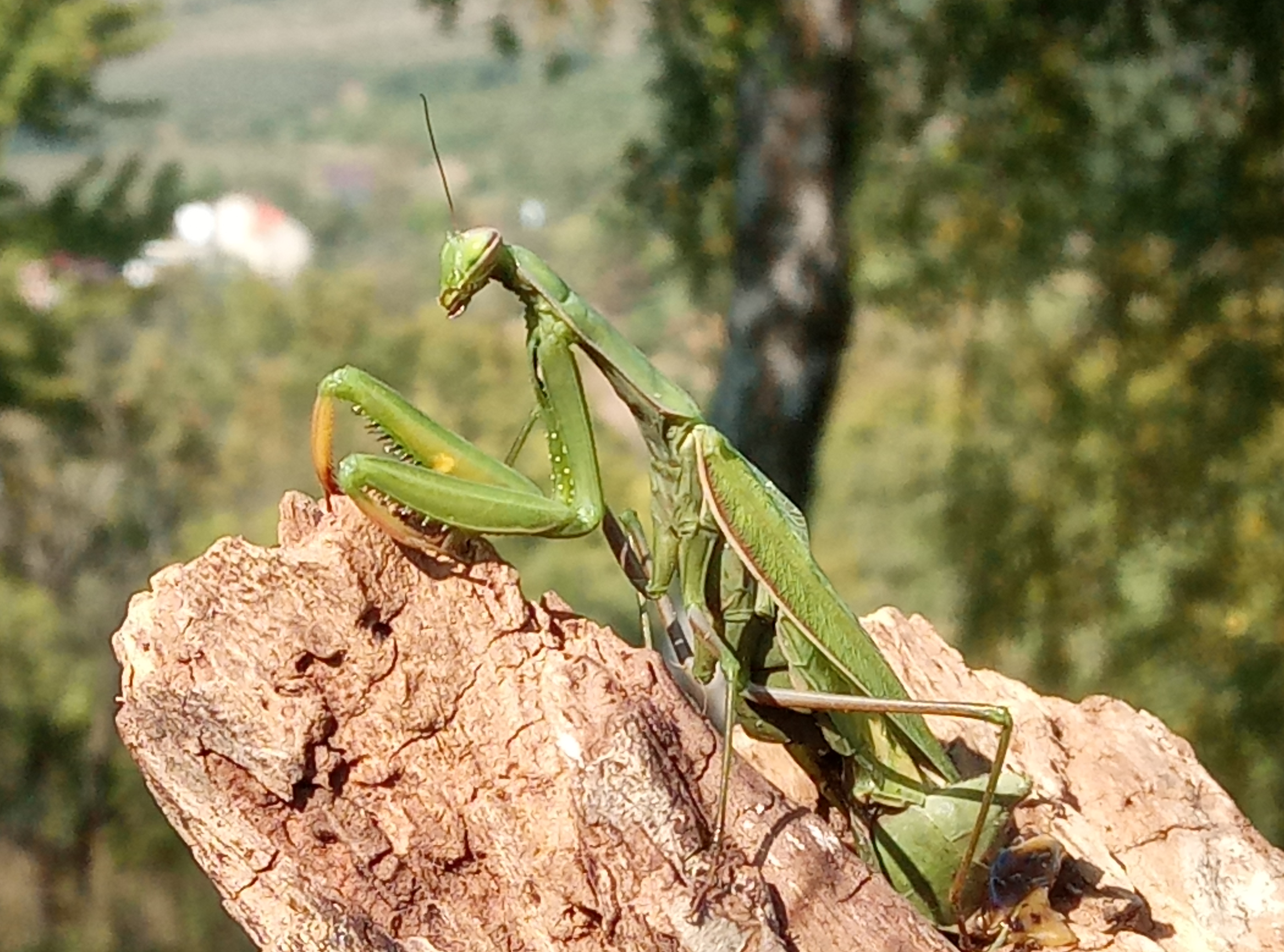 Kudlanka nábožná.