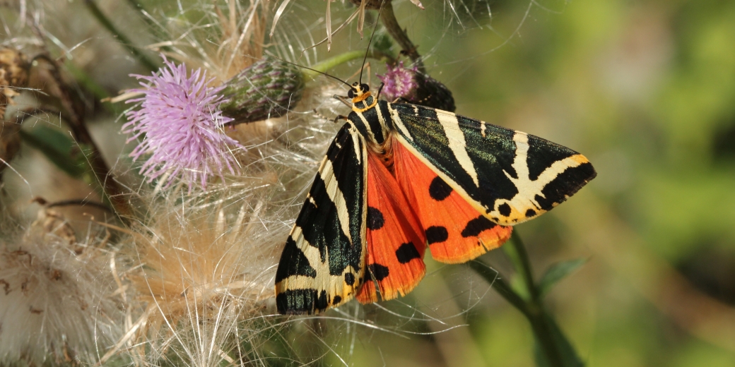Přástevník kostivalový (Callimorpha quadripunctaria), foto Martin Vlček