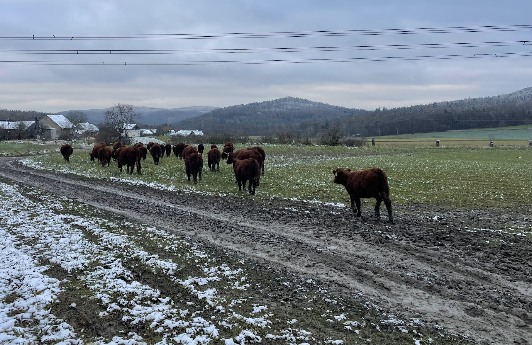 krávy na pastvě v zimě