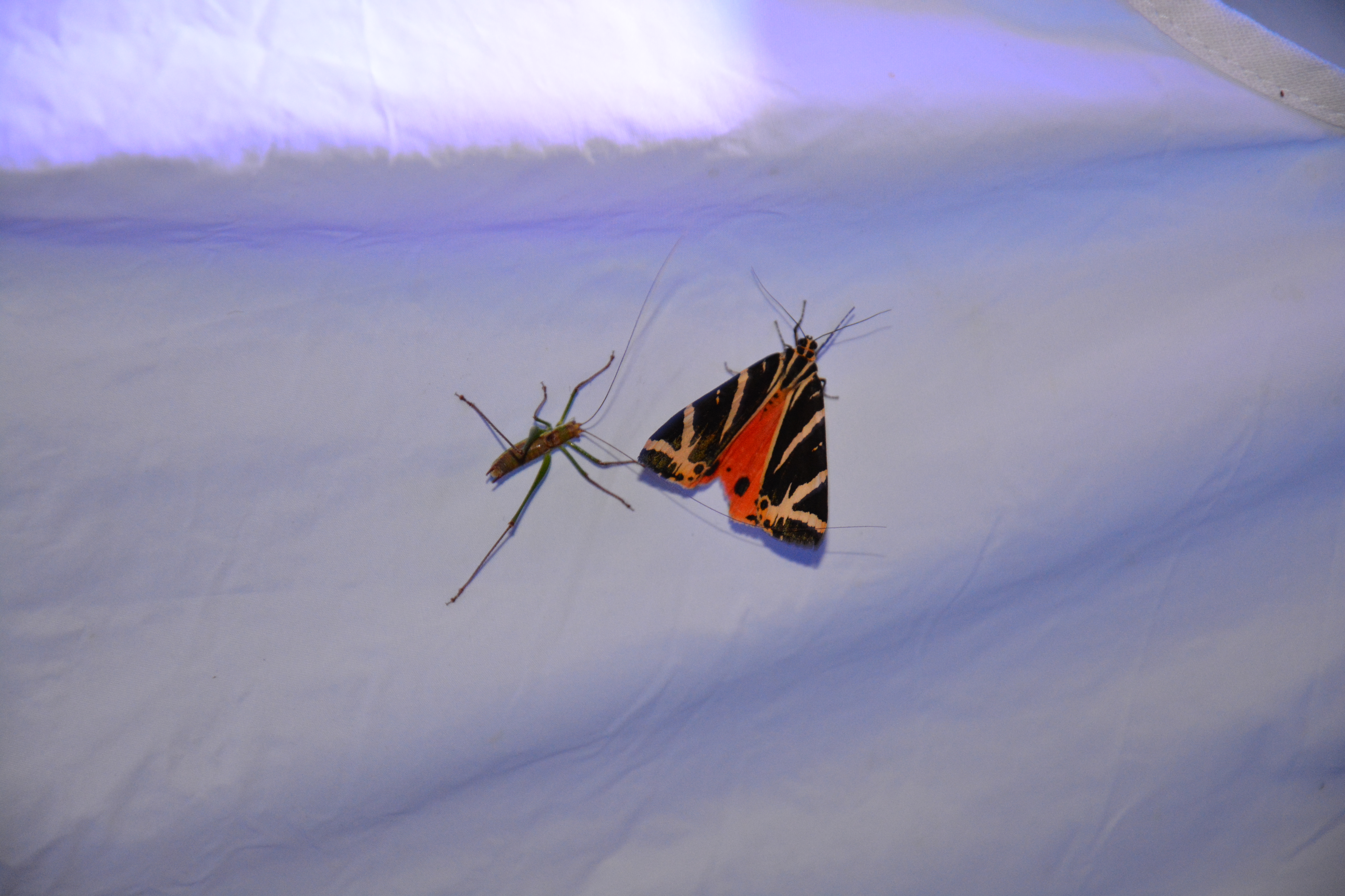 Přástevník kostivalový