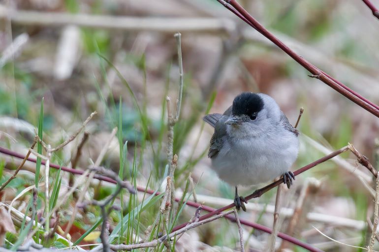 Pěnice černohlavá