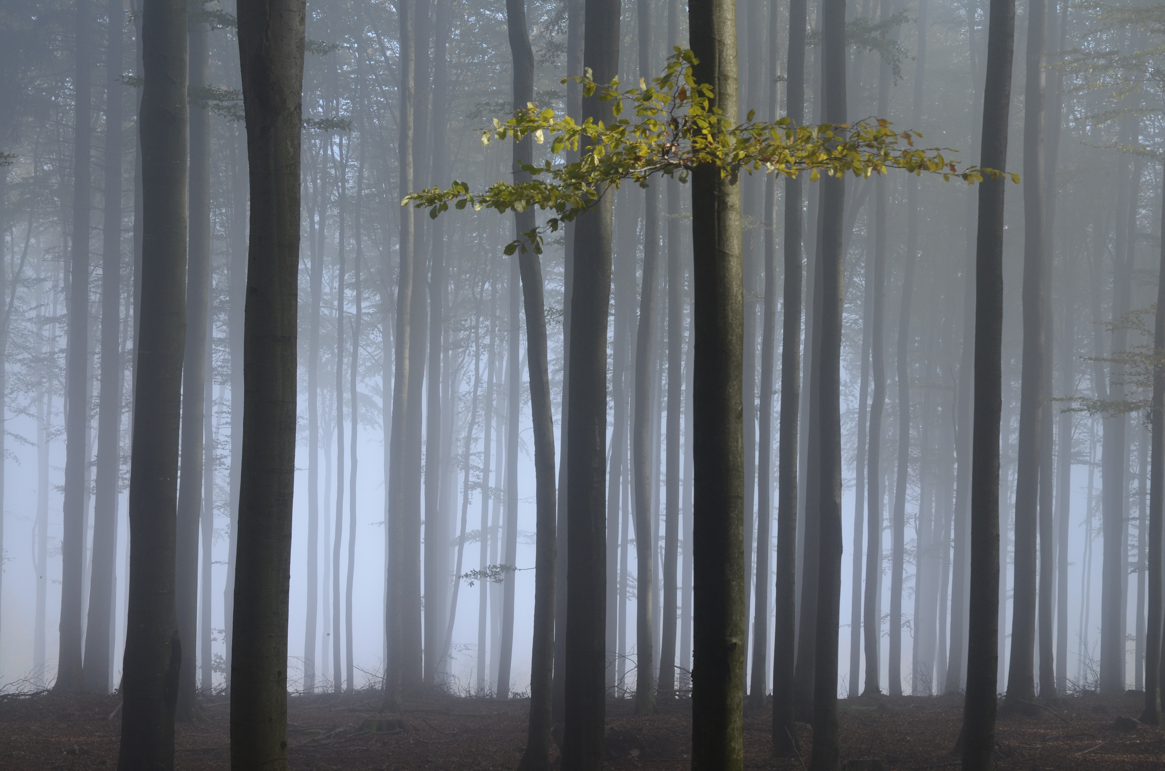 bučina v mze - NPR Čerchovské hvozdy 