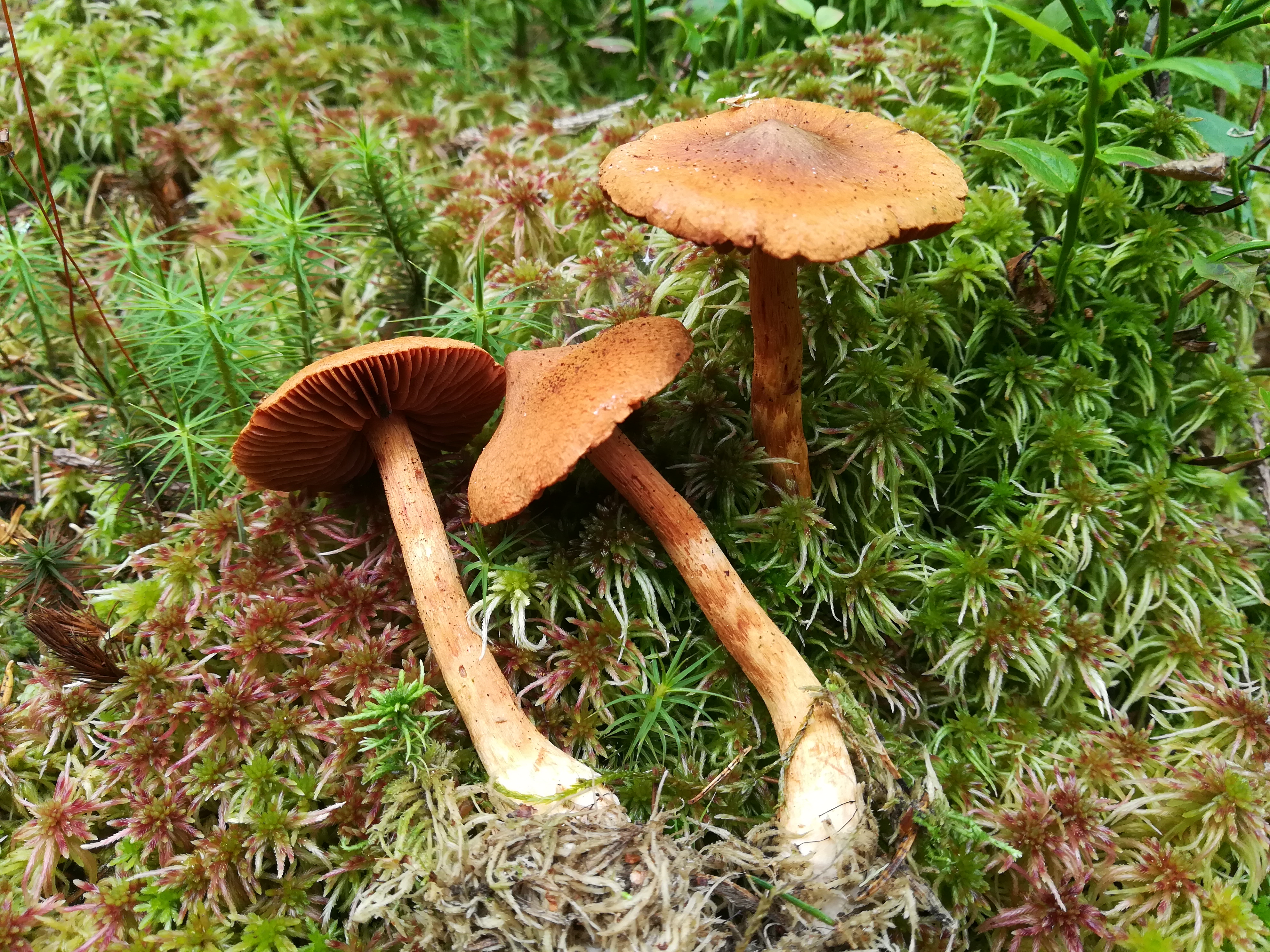 houba pavučinec výjimečný