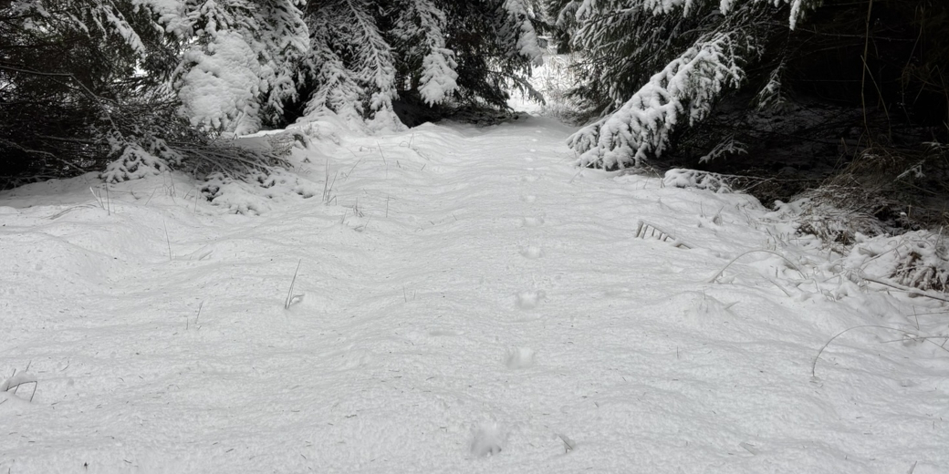 Stopní dráha vlka v zasněžené krajině.