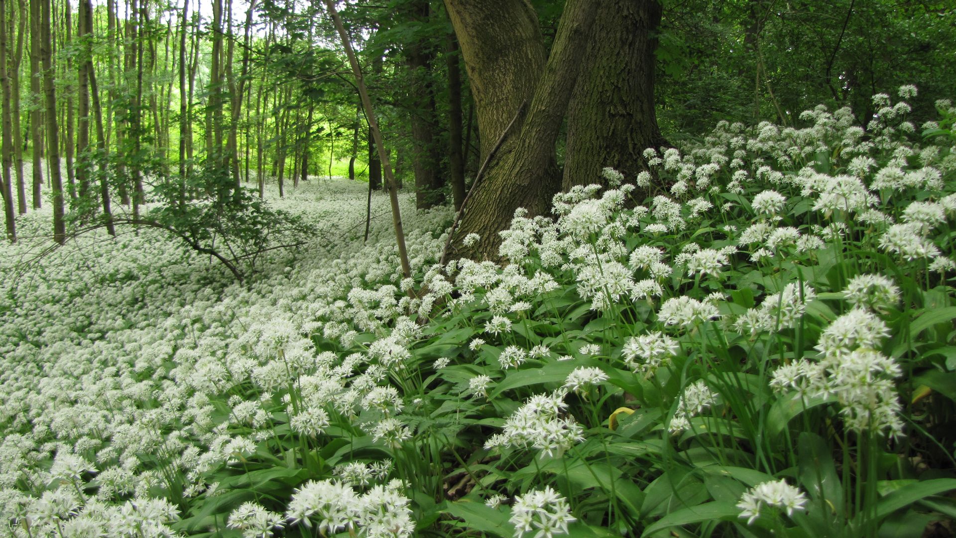 česnek medvědí (Allium ursinum)