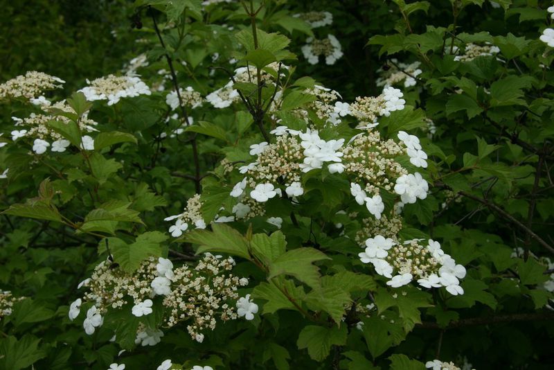 kalina obecná (Viburnum opulus)