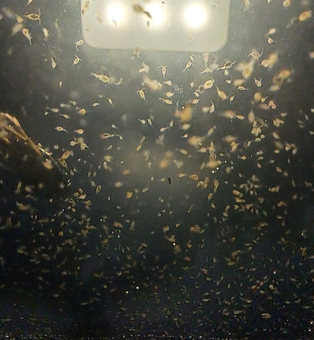 perloočka a buchanky