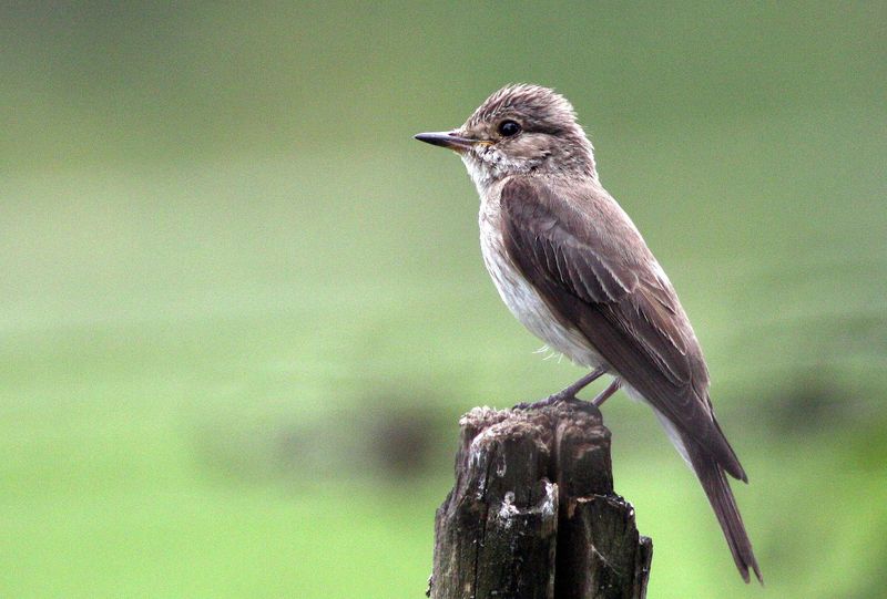 Vítání ptačího zpěvu