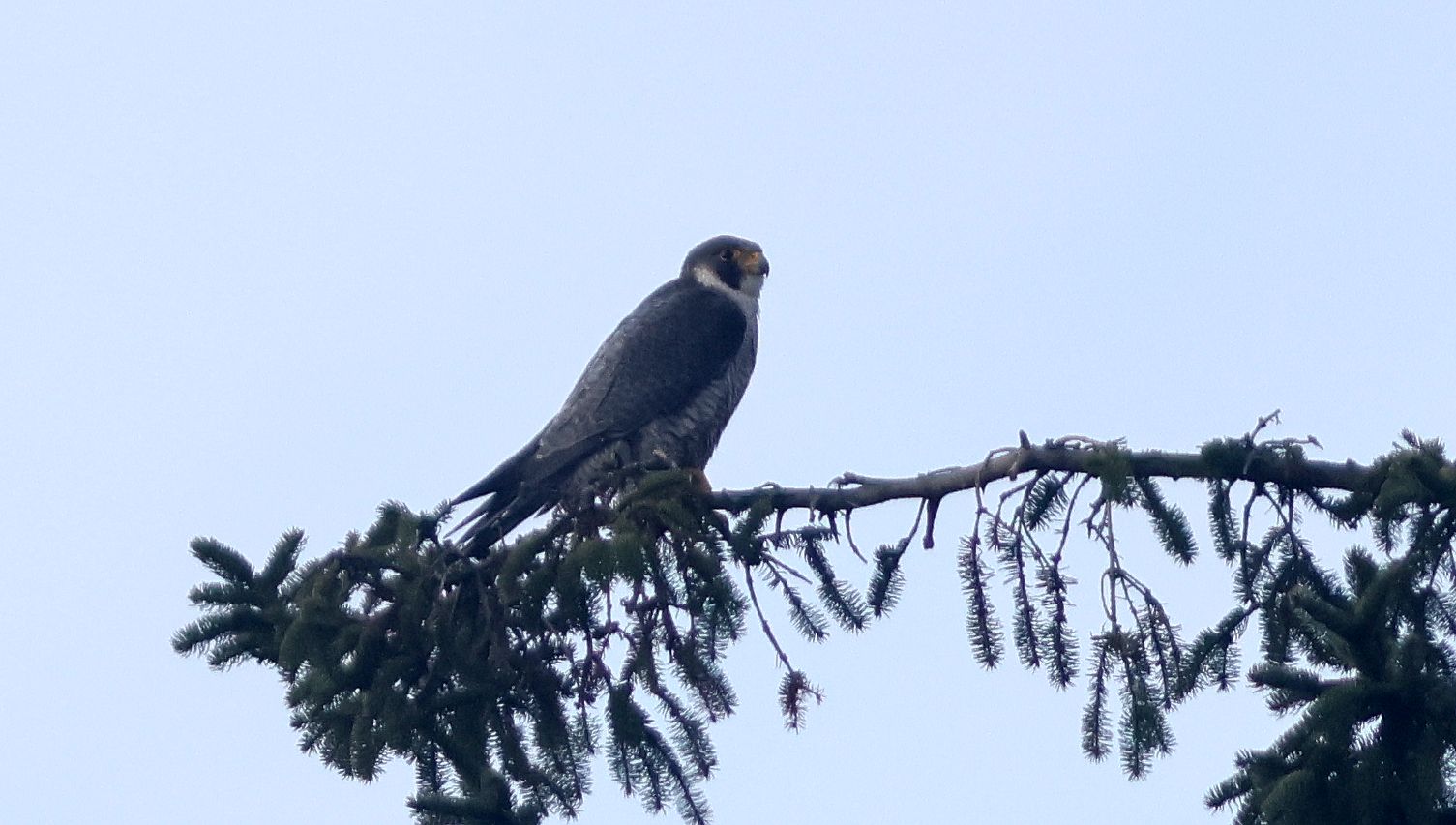 Sokol stěhovavý sedí na větvi v koruně stromu, foto: Václav Hlaváč