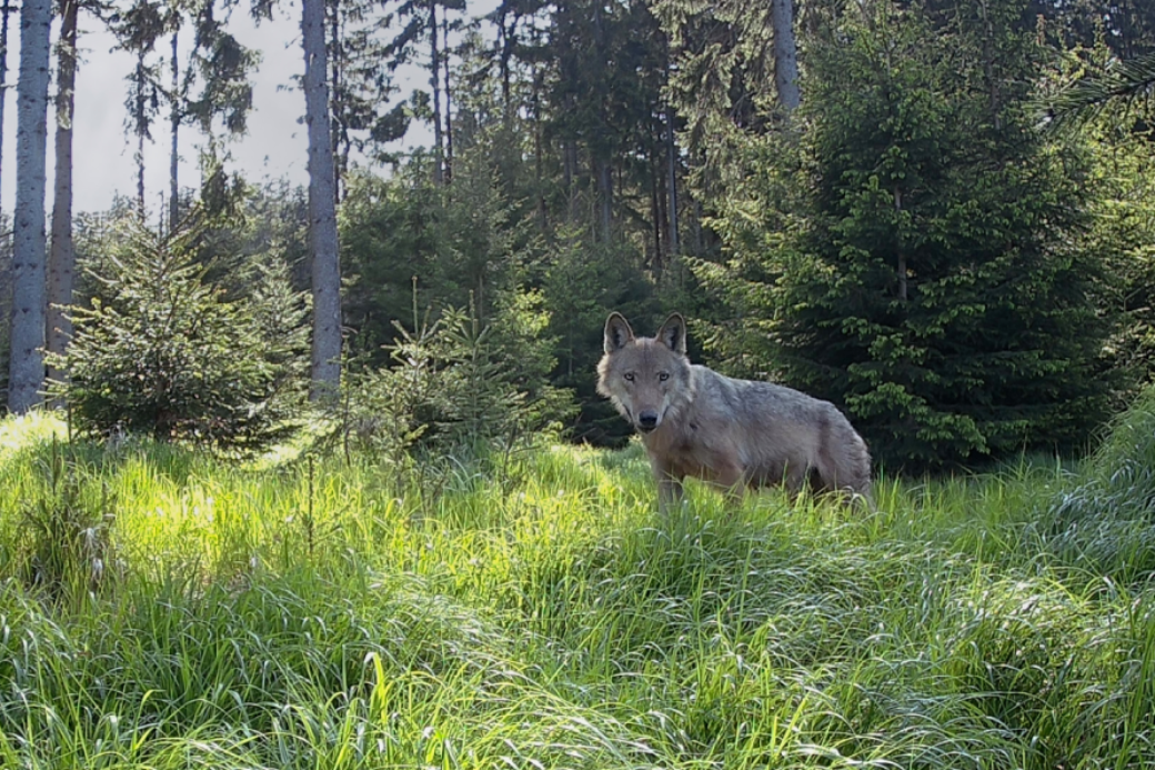 Gagat, foto: Petr Mückstein