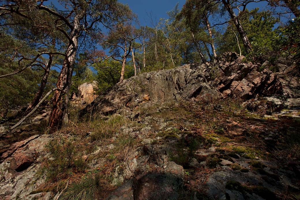 Bory na osluněnných rulových skalách.
